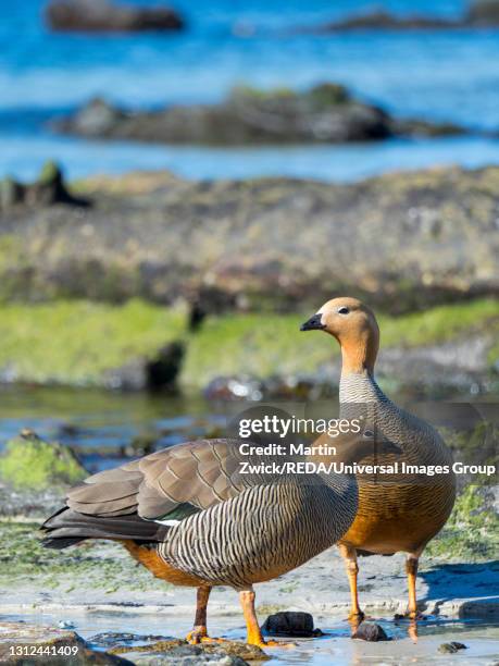 Good Photo Example For Ruddied 29 Ruddy Headed Goose Stock Photos, High-Res Pictures, and Images ...