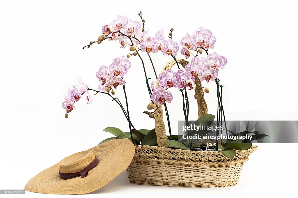 Phalaenopsis orchids