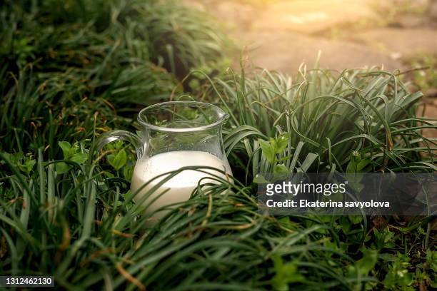 a glass jug of milk sits in the green grass. a bright sunbeam illuminates. - milk plant stockfoto's en -beelden