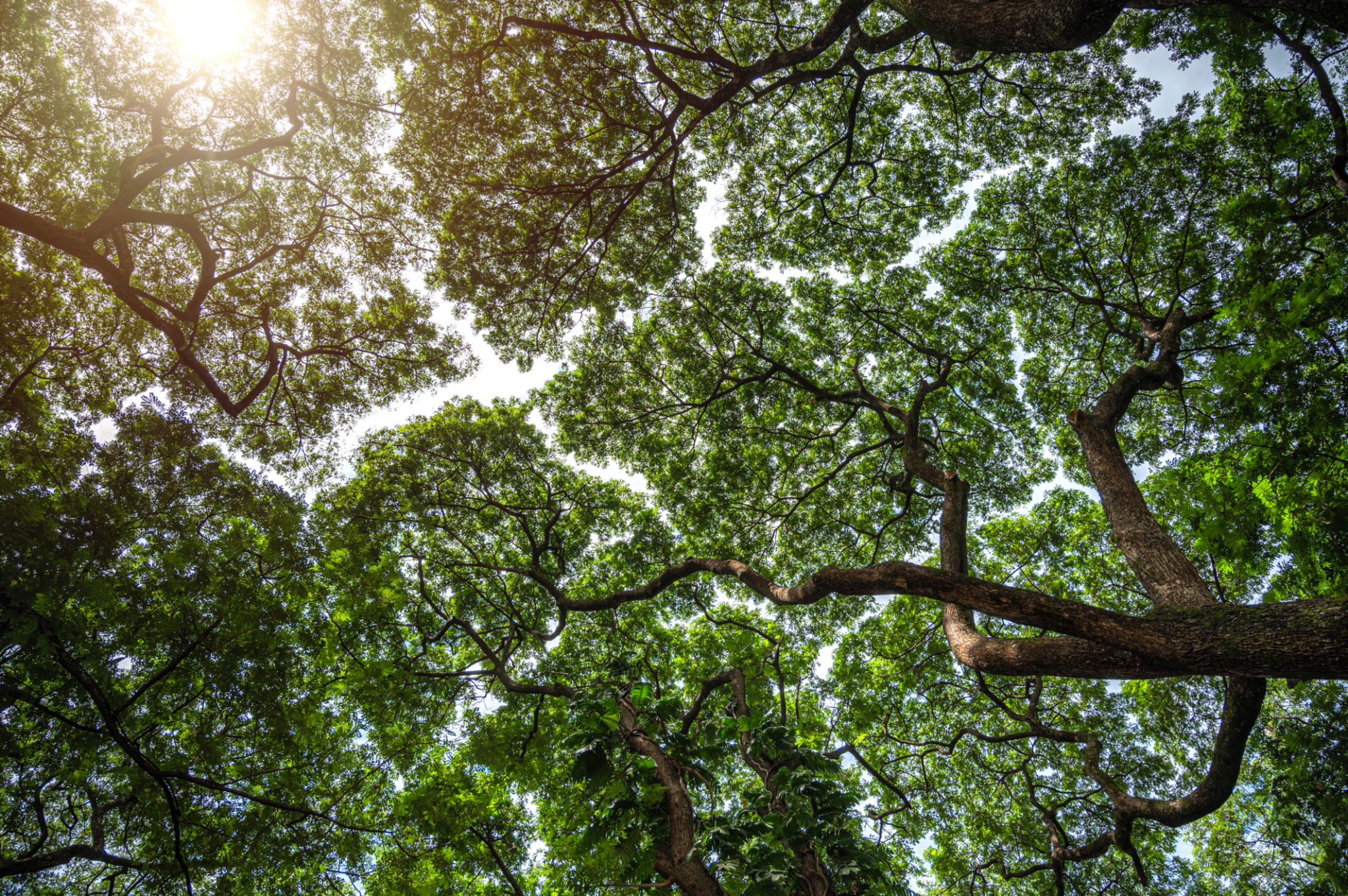 tree spacing