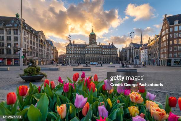 tulips in amsterdam dam square at sunset - dam square stock pictures, royalty-free photos & images