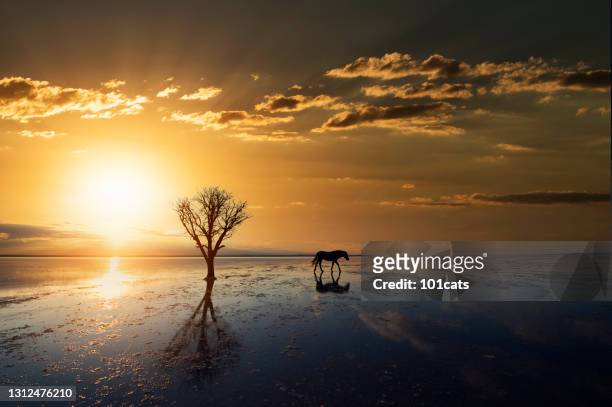 withered tree and lonely horse on water - climate change stock pictures, royalty-free photos & images