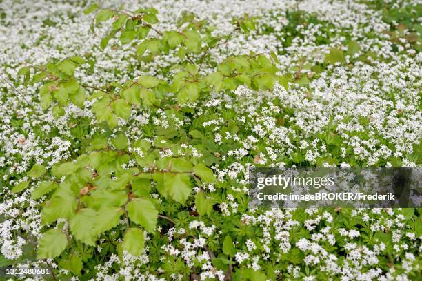woodruff (galium odoratum) in flower, flower carpet, north rhine-westphalia, germany - asperula odorata stock pictures, royalty-free photos & images