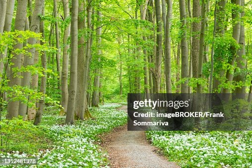 Deciduous Path Path Through Deciduous Forest With Blooming Wild Garlic Hainich ...