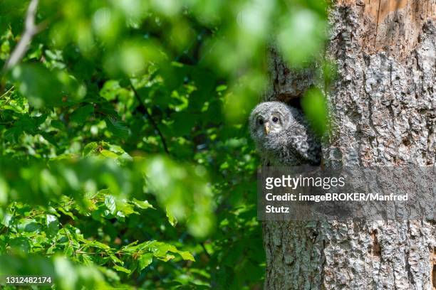 young hawk owl (strix uralensis), looking out of the breeding hole, bavarian forest, germany - ural owl stock pictures, royalty-free photos & images
