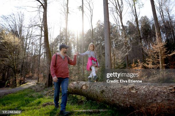 girl (8-9) holding hands with father to help her balance as she walks along a fallen tree in a forest in springtime - baumstamm am boden stock-fotos und bilder