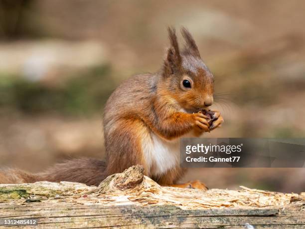 rotes eichhörnchen (sciurus vulgaris), schottland - eichhörnchen stock-fotos und bilder