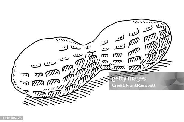 peanut drawing - peanuts isolated stock illustrations