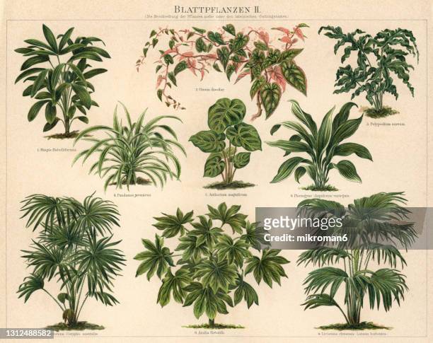 old engraved illustration of foliage plants - botanist stockfoto's en -beelden