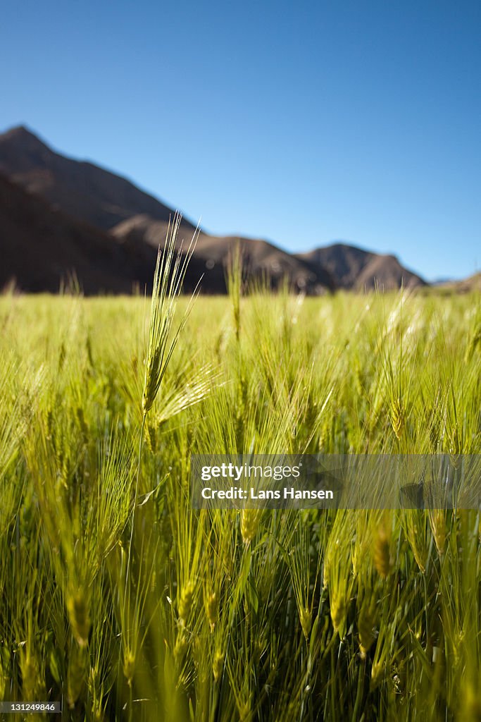 Grasses