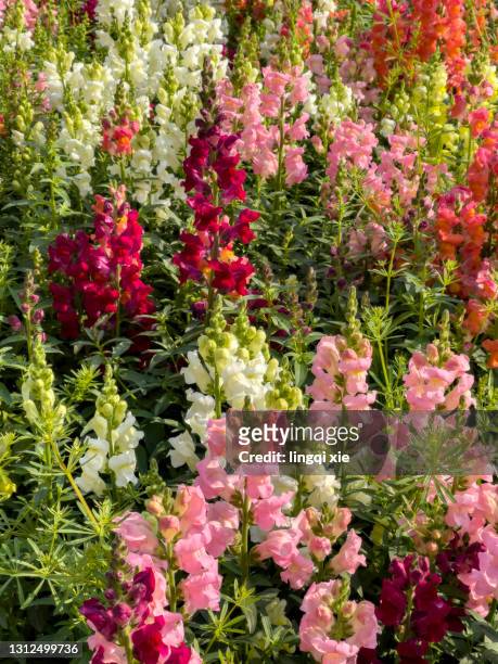blooming flowers - antirrhinum majus imagens e fotografias de stock