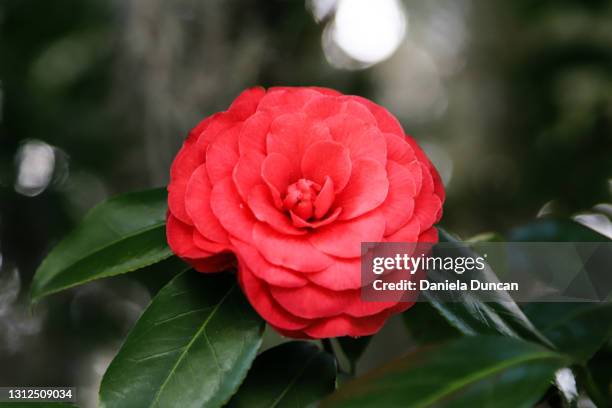 beautiful red camellia japonica - camellia stock-fotos und bilder