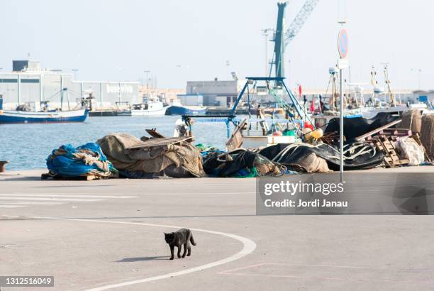 a black cat walks along a fishing pier - fishing harbor stock pictures, royalty-free photos & images