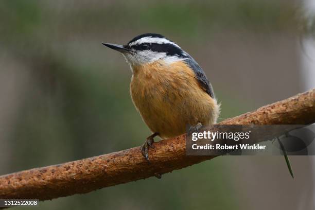 male red-breasted nuthatch - nuthatch stock pictures, royalty-free photos & images