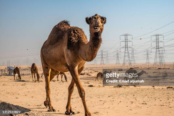 domesticated dromedary camels in subiya desert, kuwait - kuwait landscape photos et images de collection