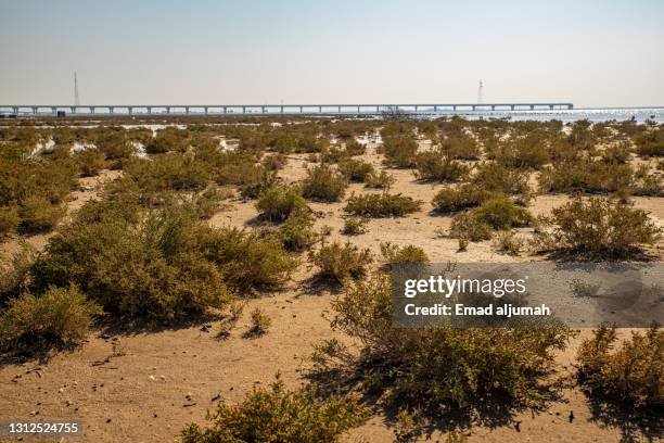 Native Kuwait 50 Kuwait Landscape Nature Desert Stock Photos, High-Res Pictures, and ...