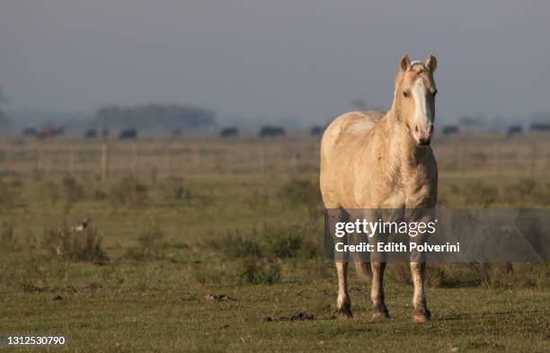 caballo blanco - caballo blanco stock pictures, royalty-free photos & images