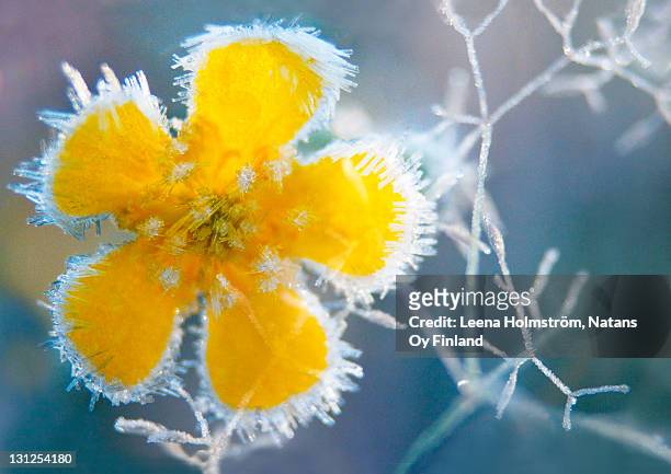 flower of frost - winter yellow nature stock-fotos und bilder