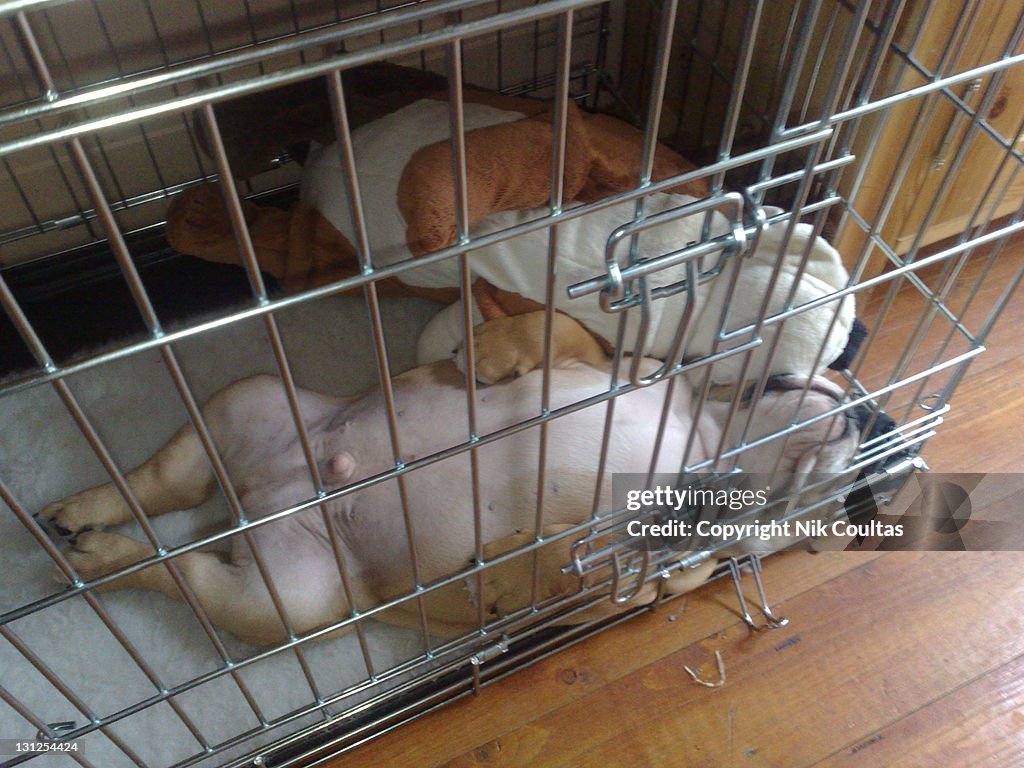 Bulldogs sleeping in cage