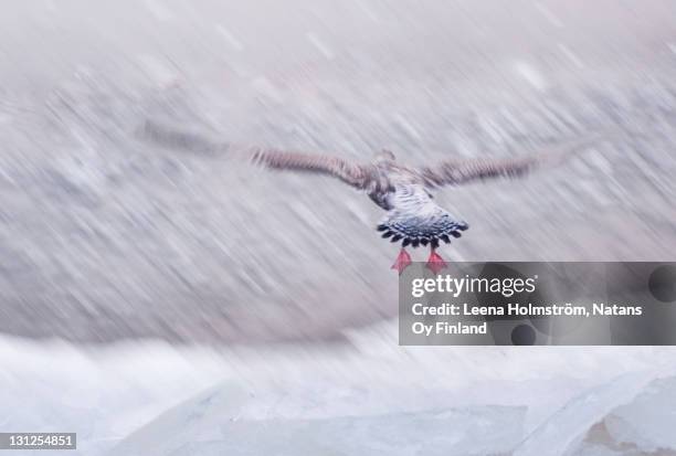 seagull - birds in finland foto e immagini stock