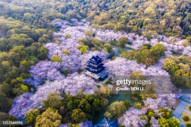 aerial landscape of the spring cherry blossoms, in wuxi yuantouzhu, also named "turtle head isle" in english - garden bridge fotografías e imágenes de stock