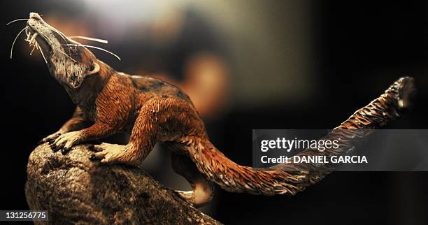 Model presented in Buenos Aires on November 3, 2011 of the Cronopio dentiacutus, 10 to 15 cm long, large eyes, apparently adapted for night vision,...