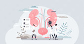 Nephrologist as kidney and bladder professional doctor tiny person concept