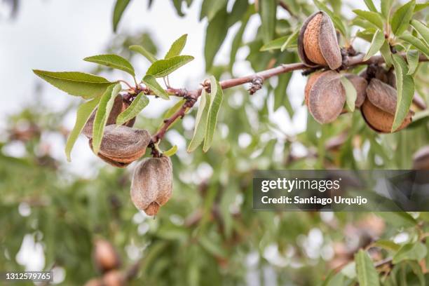 close-up of ripe almonds on tree - almond tree photos et images de collection