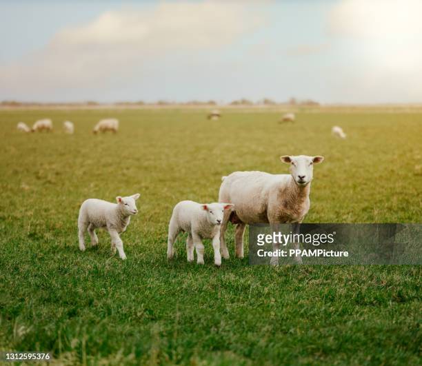 prime lämmer auf grünem gras - lamb stock-fotos und bilder