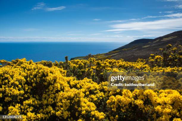 coastal landscape with flowering gorse, badbea, garve, scotland, uk - gorse stock pictures, royalty-free photos & images