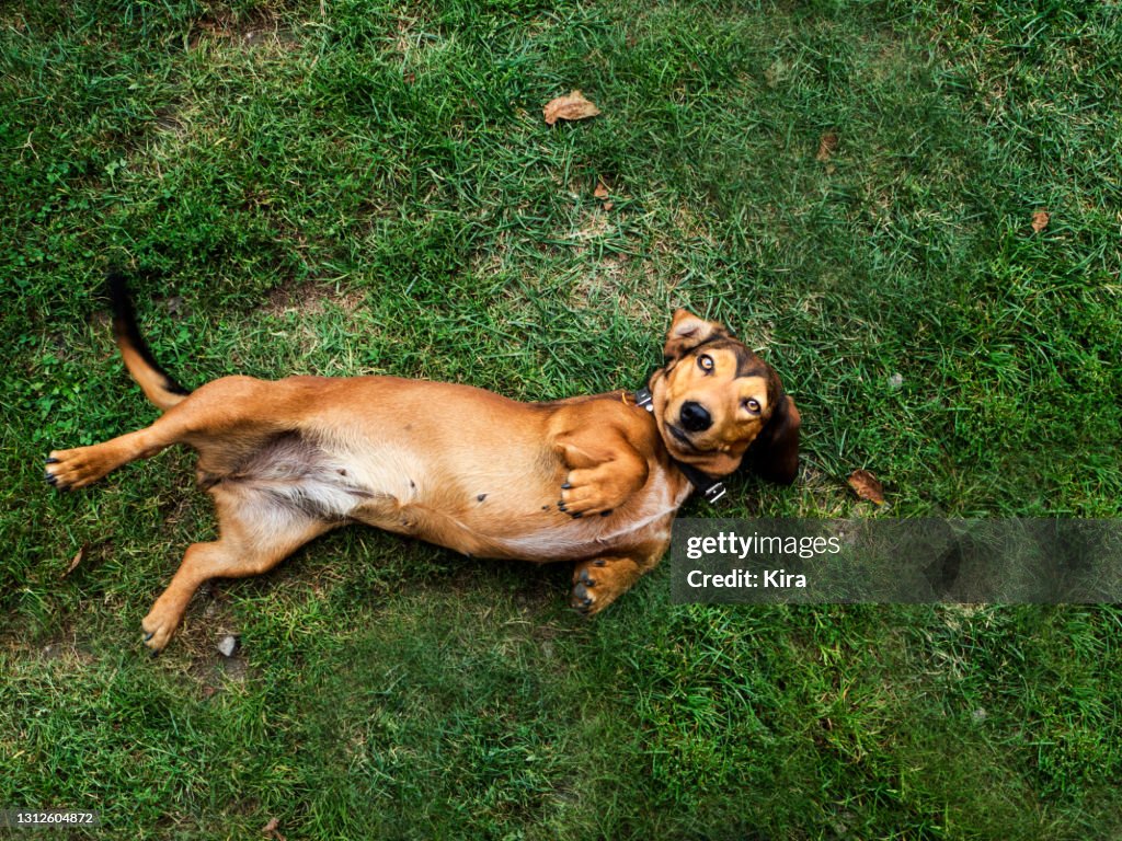 Overhead view of a dog rolling around on the grass, Poland