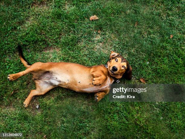 overhead view of a dog rolling around on the grass, poland - de rola imagens e fotografias de stock
