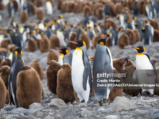 king penguin - baie de saint andrew photos et images de collection