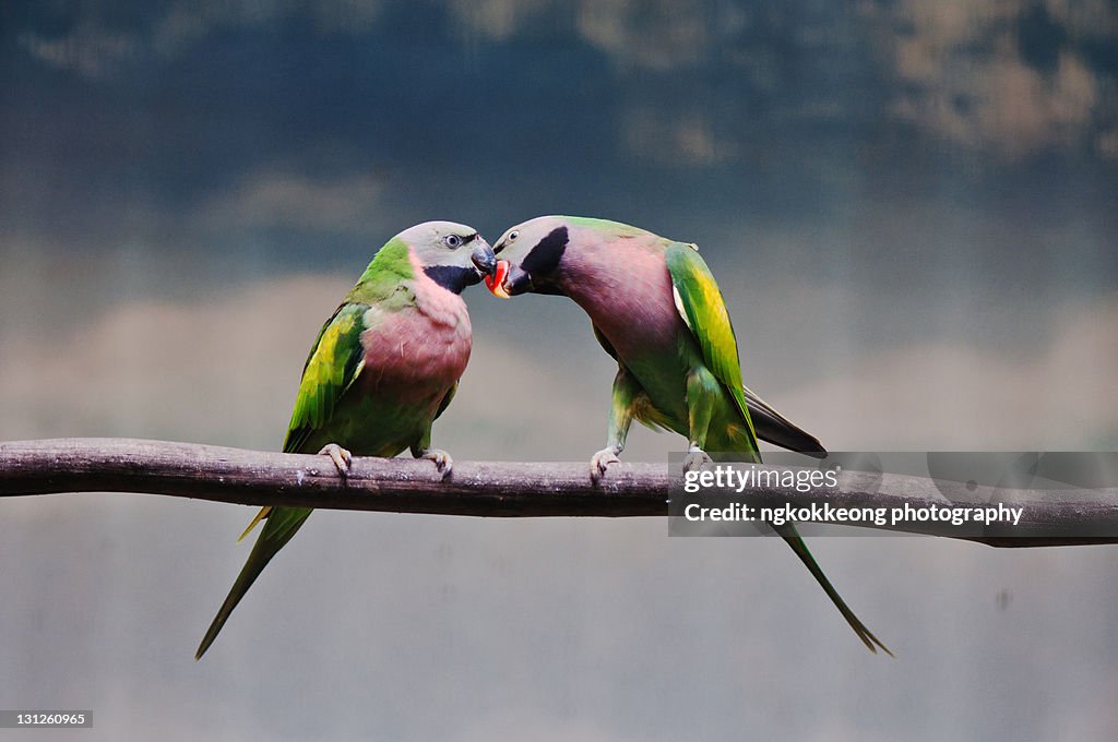 Parrots