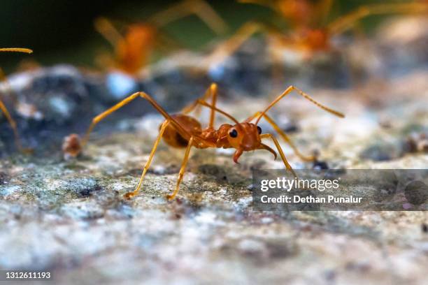 red ant (solenopsis) - insektsmandibel bildbanksfoton och bilder
