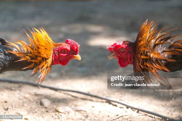 1 606 Fighting Cocks Stock Photos High Res Pictures And Images 1-606-fighting-cocks-stock-photos-high-res-pictures-and-images