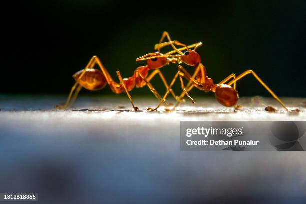 red ant (solenopsis) - solenopsis invicta stock-fotos und bilder