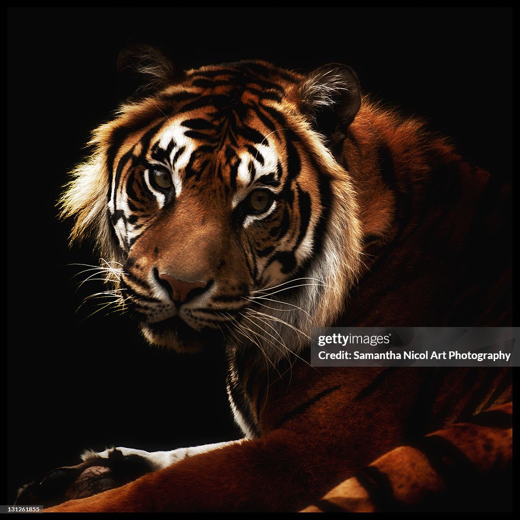 Tiger in dark