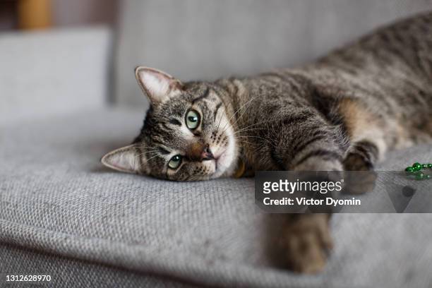 tabby grey cat with amazing green eyes - grey kitten stock pictures, royalty-free photos & images