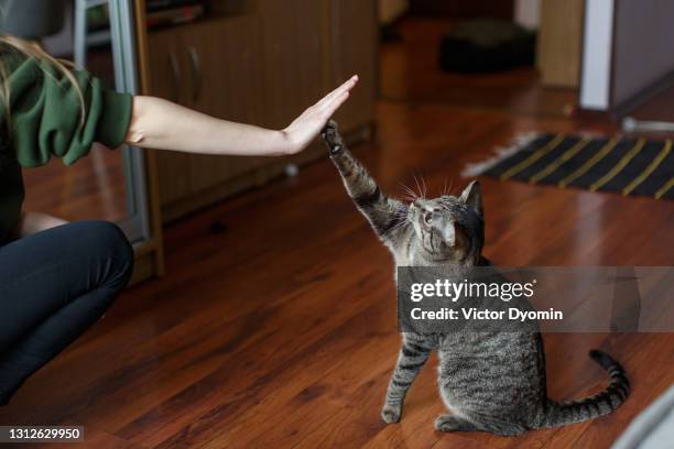 funny grey cat gives high five its owner - tabby cat stockfoto's en -beelden