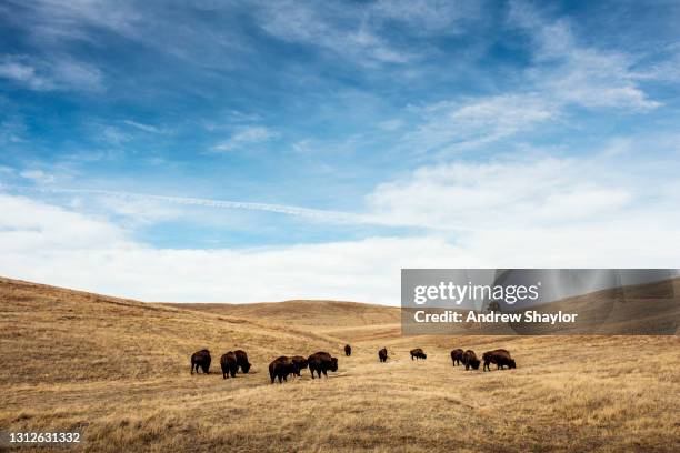 büffelweide im custer state park - american bison stock-fotos und bilder