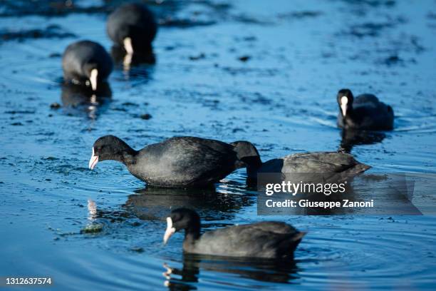 american coot - orbetello stock pictures, royalty-free photos & images