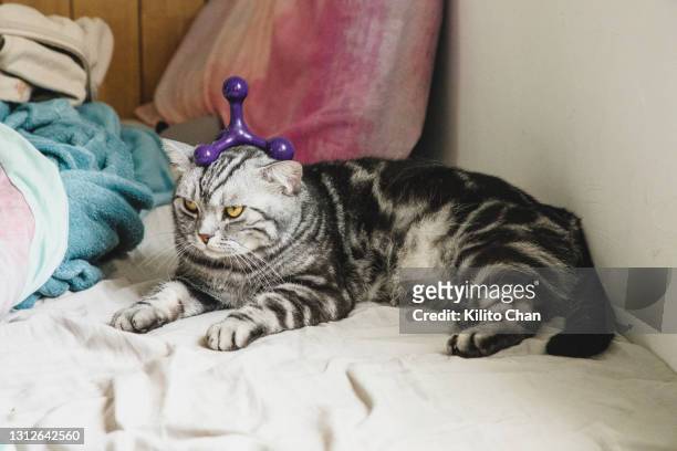 cat lying on bed with a massage tool on its head looking annoyed - massage funny stock pictures, royalty-free photos & images