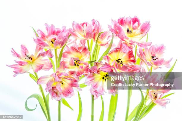 high key image of beautiful spring pink and yellow fringed tulip flowers arranged against a white background - tulipa fringed beauty stock pictures, royalty-free photos & images