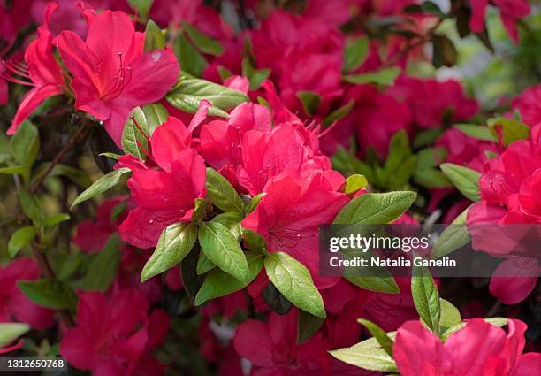 pink azalea - azalea foto e immagini stock