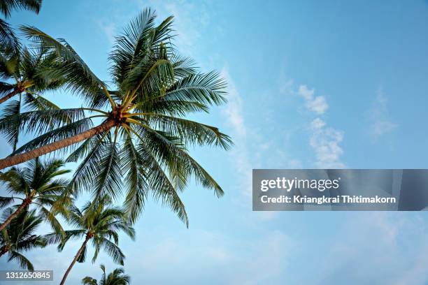 coconut trees and blue sky. - coconut palm tree stock pictures, royalty-free photos & images