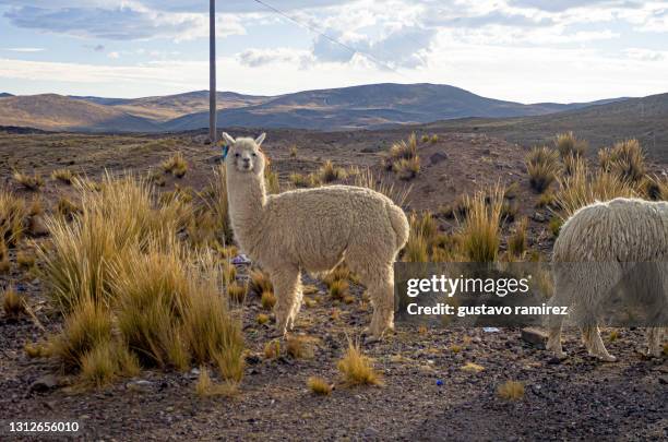 peruvian alpacas in the mountains - alpaca stock pictures, royalty-free photos & images