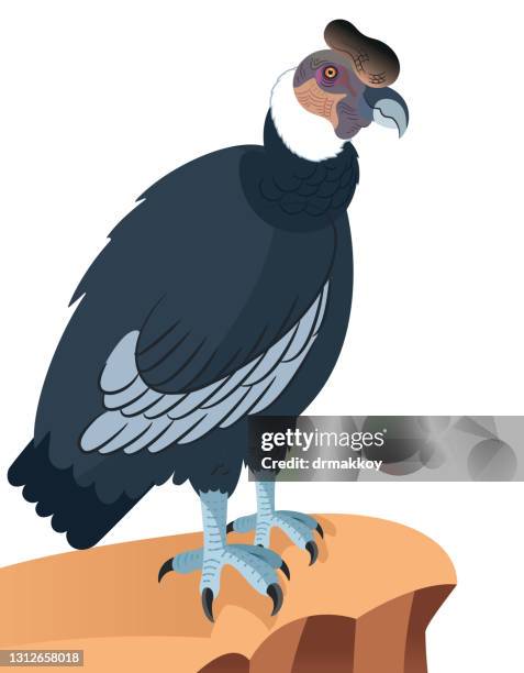 andean condor - condor stock illustrations