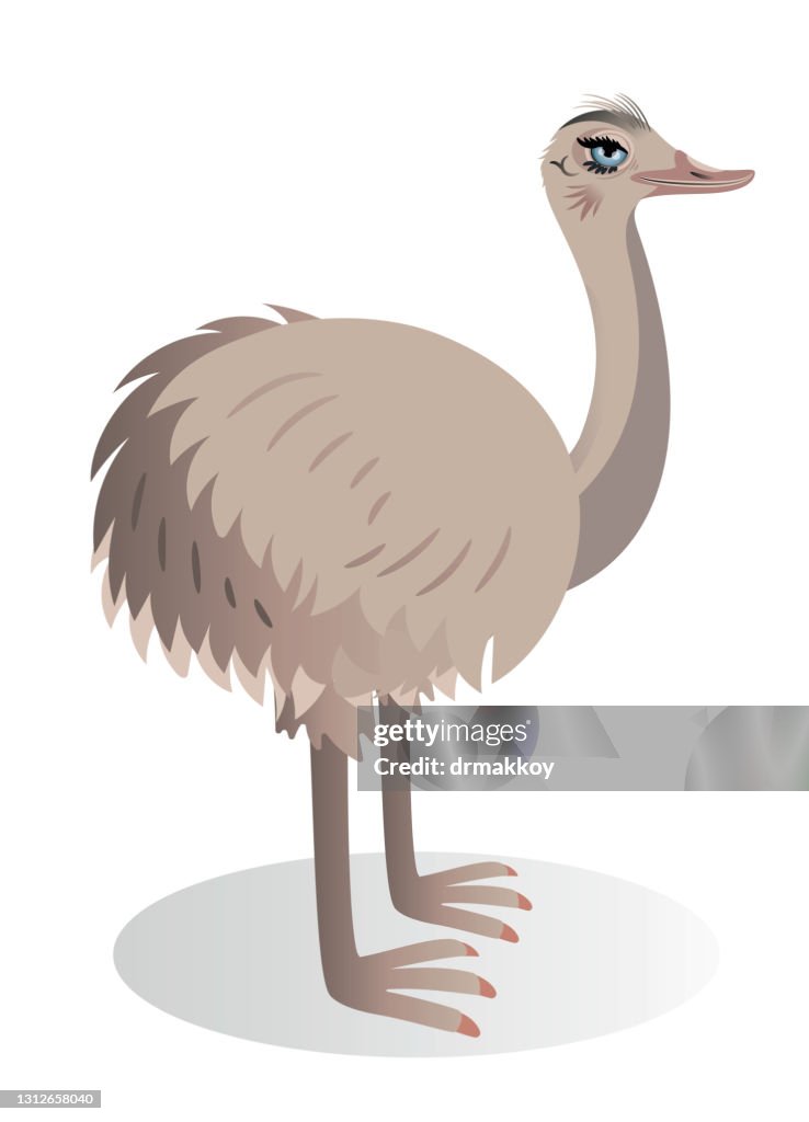 Rhea Birds