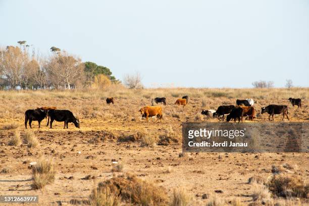 cows grazing in a field of the ebro delta - delta do rio ebro imagens e fotografias de stock